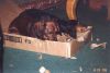 Killing the box, brave dachshunds.jpg