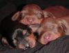 gwenspups.jpg