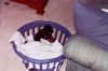 Filename=roscoebasket.jpg
Filesize=17KB
Dimensions=425x283
Date added=Aug 26, 2005 roscoebasket.jpg