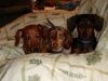 Filename=threeinchair122603.jpg
Filesize=57KB
Dimensions=320x240
Date added=Aug 26, 2005 threeinchair122603.jpg