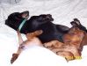 Zack & Zena sleeping.JPG