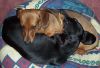 Filename=H&T-YING-YANG.JPG
Filesize=107KB
Dimensions=1028x706
Date added=Aug 23, 2005 H&T-YING-YANG.JPG