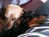 snuggles 1.jpg