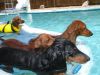 pool fun1.jpg