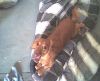 gabbe yawn.JPG