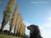 hallietrees9.jpg