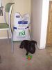 Cookie guarding her food 002.jpg