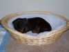 Filename=Hemi1.jpg
Filesize=675KB
Dimensions=2048x1536
Date added=Jun 19, 2006 Hemi1.jpg