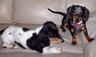 Filename=ozzie & roxie 3.jpg
Filesize=1KB
Dimensions=96x57
Date added=Jun 23, 2006 ozzie & roxie 3.jpg