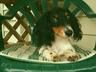 ozzie pup 1.jpg