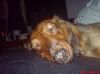 Filename=its a dogs life.jpg
Filesize=13KB
Dimensions=130x97
Date added=Jun 29, 2008 its a dogs life.jpg