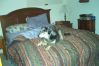 Filename=Sheba.jpg
Filesize=28KB
Dimensions=448x300
Date added=Sep 16, 2007 Sheba.jpg