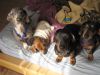 Filename=814.jpg
Filesize=29KB
Dimensions=240x180
Date added=Mar 19, 2007 814.jpg