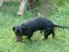 Beau on the prowl.jpg