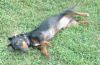 Beau playing dead.jpg