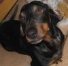 Beau profile.jpg