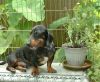 Beau with Planter.jpg