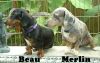 Beau&Merlin1.jpg