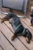 Filename=Bernese Mountain Dachshund.jpg
Filesize=9KB
Dimensions=213x320
Date added=Mar 12, 2008 Bernese Mountain Dachshund.jpg