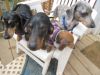 Filename=herd on porch~0.jpg
Filesize=31KB
Dimensions=240x180
Date added=Jul 09, 2007 herd on porch~0.jpg