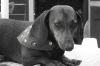 black white of weenie.jpg