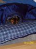 Filename=gracie peaking from under covers.jpg
Filesize=271KB
Dimensions=864x1152
Date added=Jul 21, 2007 gracie peaking from under covers.jpg