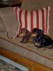 weenie and gracie watching tv pic 2.jpg