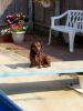 weenie diving board pic2.jpg