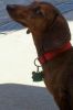 weenie girl by the pool july 21.jpg