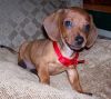 Filename=gunner in chair.JPG
Filesize=74KB
Dimensions=614x550
Date added=Nov 20, 2007 gunner in chair.JPG