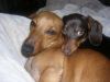 Loui & Sadie.JPG