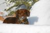 IMG_4454_1_4_1.JPG