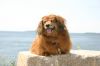 IMG_5576_1_1_1_6_1.JPG