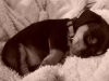 puppy dawg 003~0.jpg