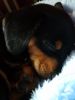 puppy dawg 003.jpg