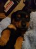 puppy dawg 012.jpg