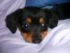 puppy dawg 036.jpg