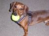 Kirby with his ball.jpg