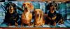 Filename=AMY, MONTY, DAPHNE, OSCAR APRIL 1999.jpg
Filesize=214KB
Dimensions=1211x514
Date added=Sep 12, 2008 AMY, MONTY, DAPHNE, OSCAR APRIL 1999.jpg