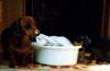 ELLIE SHOWING BABY ALICE HOW TO HELP WITH THE WASHING.jpg