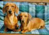 MONTY AND DAPHNE APRIL 1999.jpg