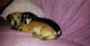 OSCAR AND MONTY FATHER AND SON 2008.jpg