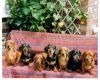 THE_JOYBARICK_DACHSHUNDS~0.jpg