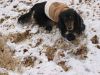 home wolf023cond.jpg
